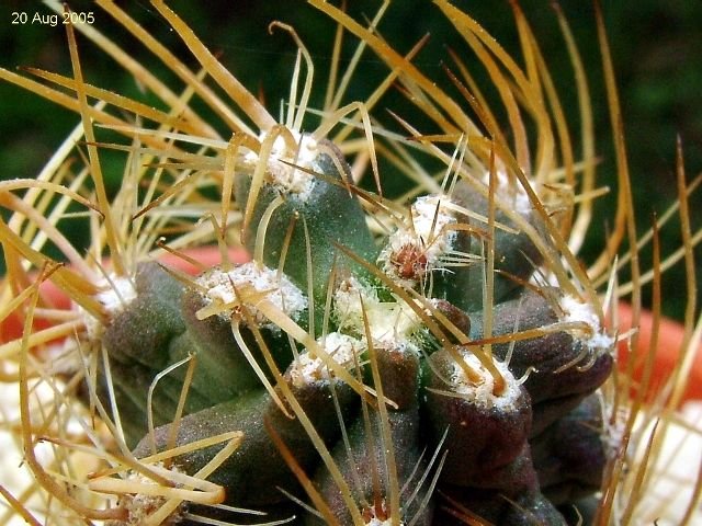 Austrocactus _philippii _05